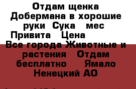 Отдам щенка Добермана в хорошие руки. Сука 5 мес. Привита › Цена ­ 5 000 - Все города Животные и растения » Отдам бесплатно   . Ямало-Ненецкий АО